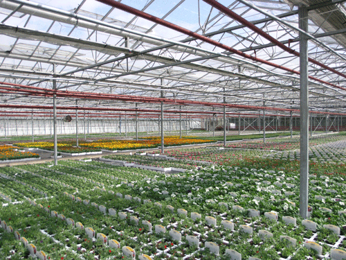 Greenhouse 1