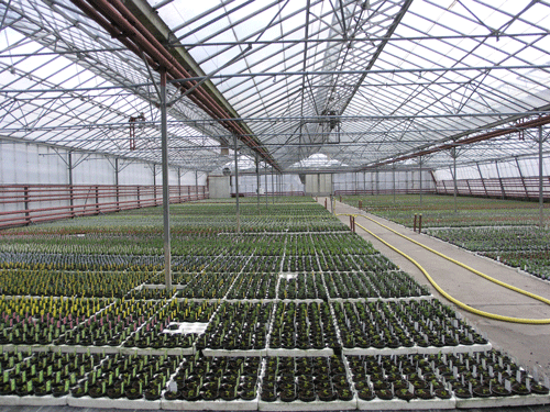 Greenhouse 2