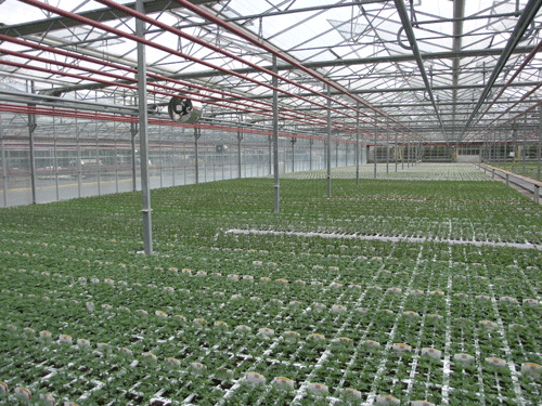 Greenhouse 3