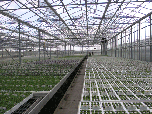 Greenhouse 4