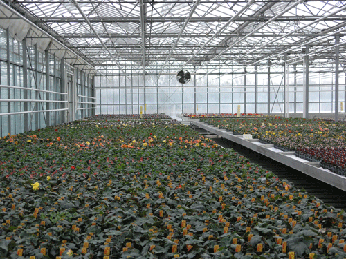 Greenhouse 5